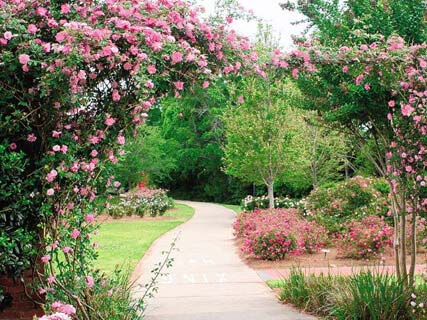 Wilbourne Antique Rose Trail Wilbourne Antique Rose Trail